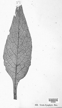 Pucciniastrum symphyti image